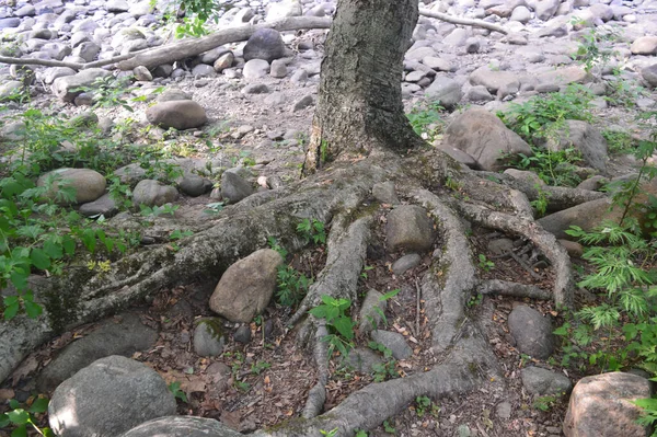 在一条布满石子的温和的河边 一片树木的水平线 — 图库照片