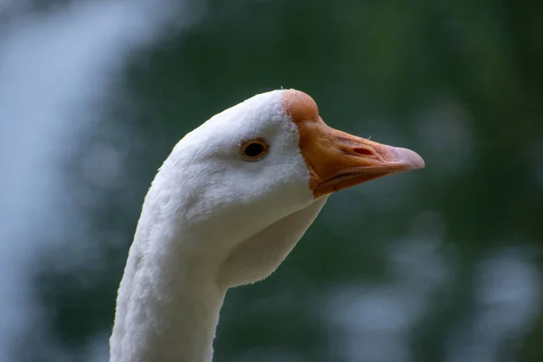 Closeup Shot White Gooseneck Yellow Beak — Stock Photo, Image