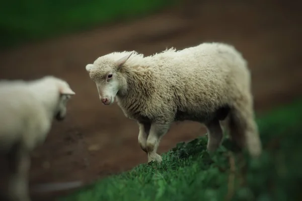 View Tiny White Cute Sheep Walking Field Blurry Background — Stock Photo, Image