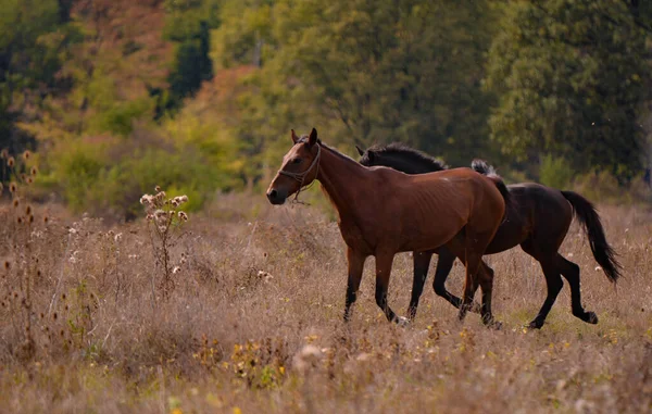 Dois Cavalos Correndo Por Uma Paisagem Rural Cercada Por Árvores — Fotografia de Stock