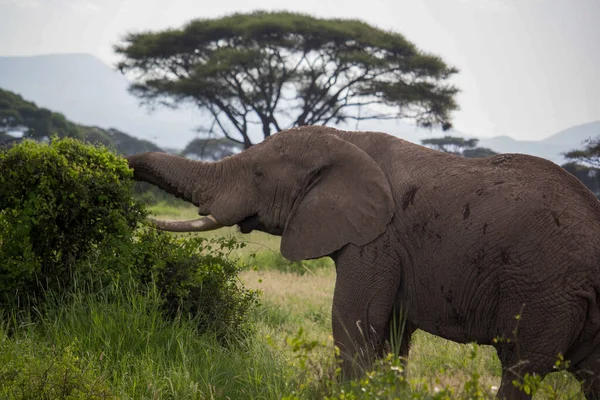 Una Hermosa Escena Safari Con Elefante — Foto de Stock