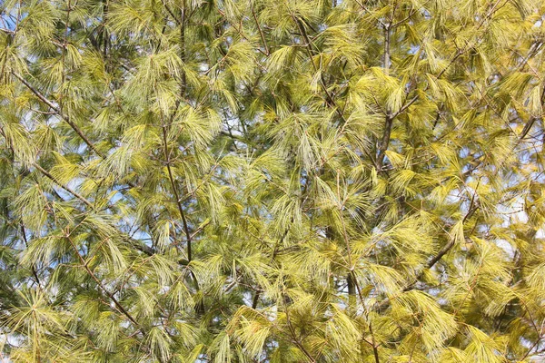 Yeşil Ağaçtaki Uzun Çam Iğnelerinin Yakın Plan Çekimi — Stok fotoğraf