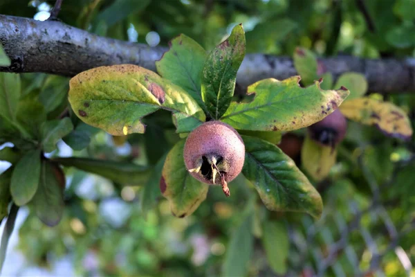 Closeup Common Medlar Tree Branch Sunlight Blurry Background — Stock Photo, Image