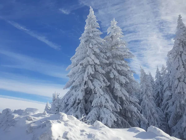 Piękne Ujęcie Zimowej Scenerii Śniegiem Drzewami — Zdjęcie stockowe