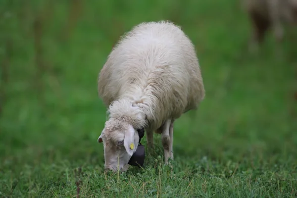 Uma Vista Uma Pequena Ovelha Branca Fofa Comendo Grama Campo — Fotografia de Stock