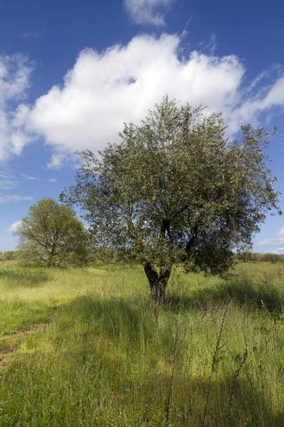 Colpo Verticale Alberi Grande Campo Durante Giorno — Foto Stock