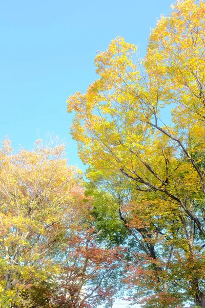 Plan Vertical Arbres Colorés Automne — Photo