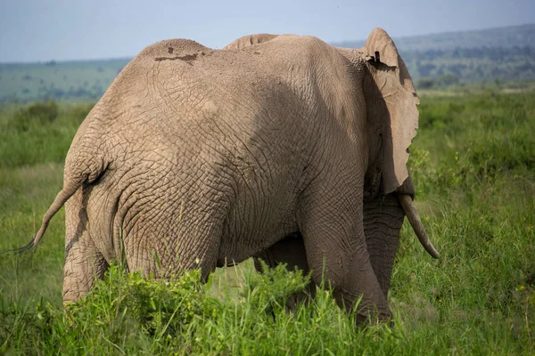 Uma Bela Cena Safári Com Elefante — Fotografia de Stock