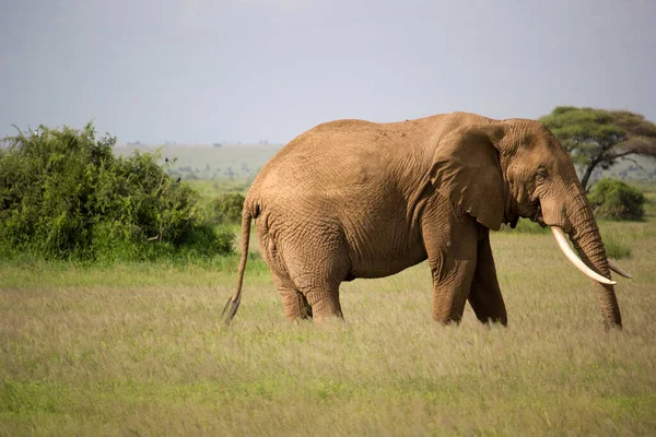 Eine Schöne Safari Szene Mit Einem Elefanten — Stockfoto