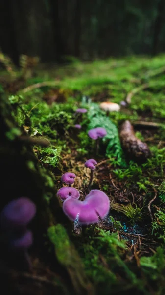 Een Verticaal Shot Van Wilde Paddestoelen — Stockfoto