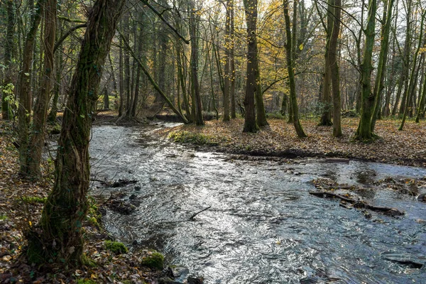 Gyönyörű Kép Egy Folyóról Egy Őszi Parkban — Stock Fotó