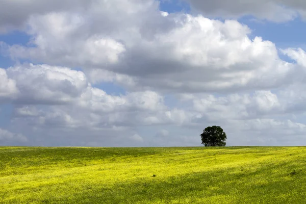 Pojedyncze Drzewo Dużym Zielonym Polu Pod Białymi Puszystymi Chmurami Podczas — Zdjęcie stockowe