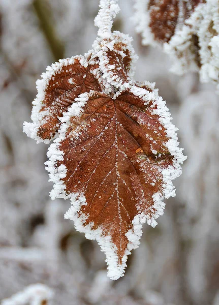 Tiro Foco Seletivo Folhas Outono Fosco Primeira Neve — Fotografia de Stock