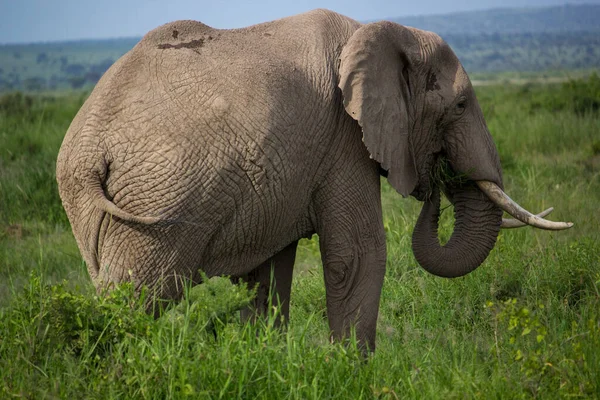 Beautiful Safari Scene Elephant — Stock Photo, Image