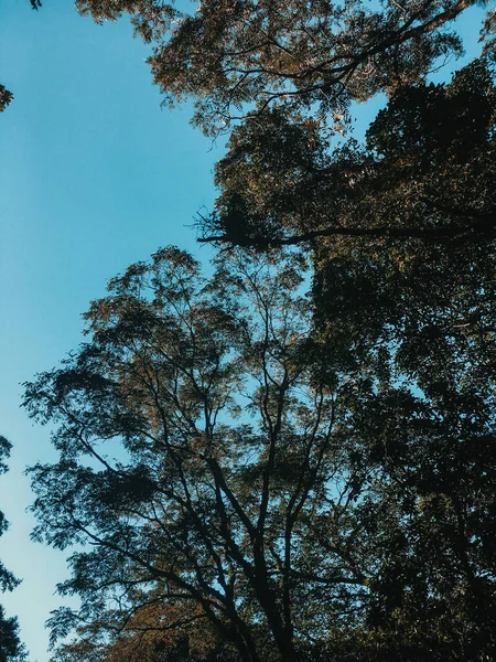 Tiro Vertical Baixo Ângulo Ramos Árvore Verão Sob Céu Azul — Fotografia de Stock