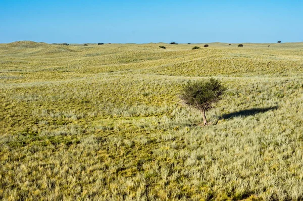 Een Heel Kleine Struik Steppe Met Een Helderblauwe Lucht Aan — Stockfoto