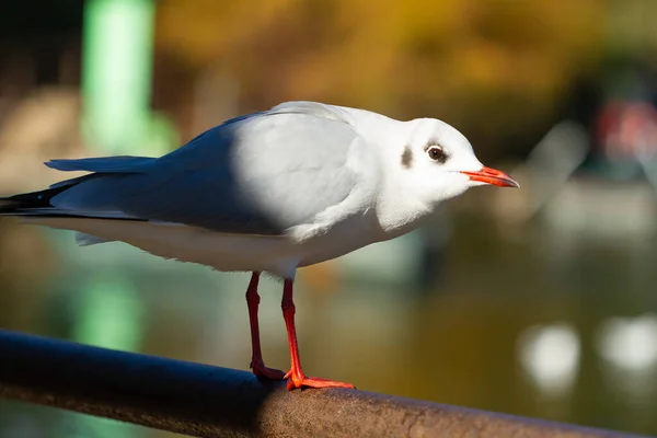 Egy Fekete Fejű Sirály Chroicocephalus Ridibundus Szelektív Fókuszfelvétele Egy Fémrúdon — Stock Fotó