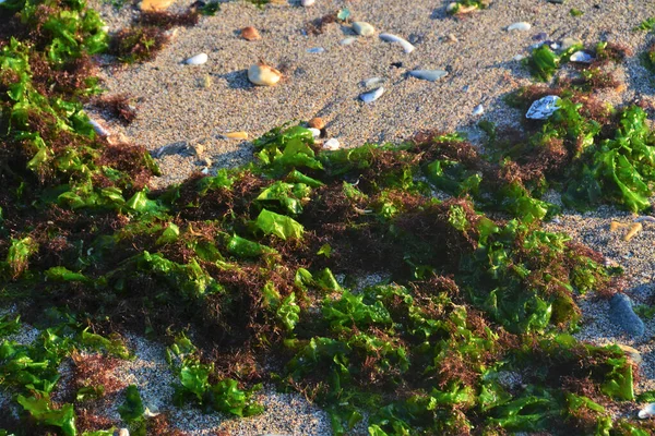 海滩上许多绿藻和褐藻的特写 — 图库照片