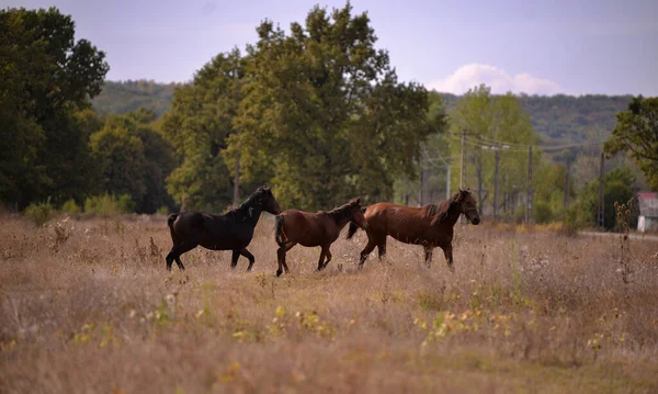 Trois Chevaux Traversant Paysage Rural Entouré Arbres — Photo