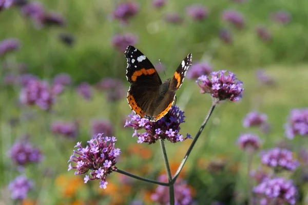 Großaufnahme Eines Schmetterlings Der Auf Einer Lila Blume Einem Garten — Stockfoto