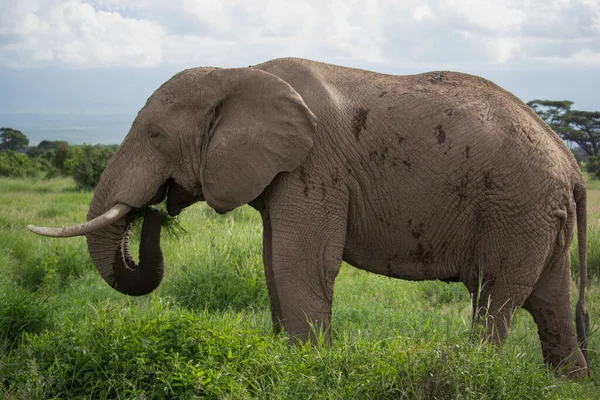 Krásná Safari Scéna Slonem — Stock fotografie