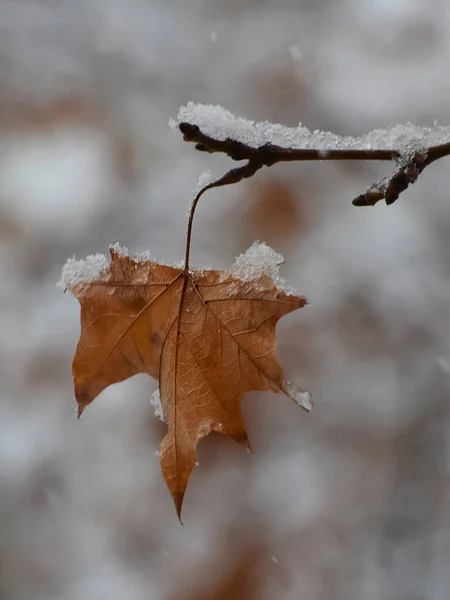 Wettergelbes Blatt Auf Dem Schneebedeckten Ast — Stockfoto