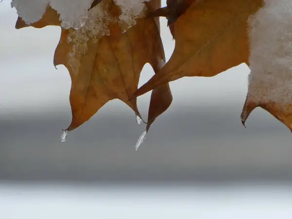 Eine Nahaufnahme Von Blättern Die Mit Schnee Bedeckt Sind — Stockfoto