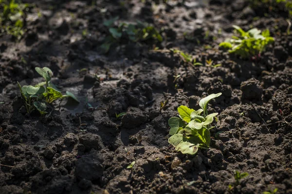 Selective Focus Shot Plants Growing Garden — Stock Photo, Image