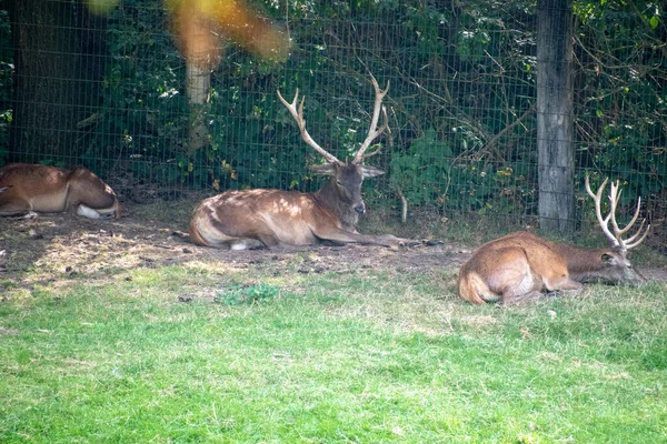 Selective Focus Shot Deers Resting Wildpark Schwarze Berge — Stock Photo, Image