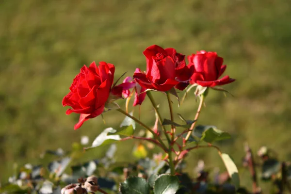 一种有选择的集中垂直拍摄的明亮的玫瑰灌木 花园里有精致的花朵 — 图库照片