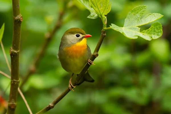 Selektivní Zaostření Záběr Roztomilé Červeně Zúčtované Leiothrix Pták Sedí Stromě — Stock fotografie