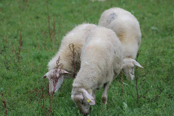 Bulanık Bir Arka Planda Çimen Yiyen Küçük Beyaz Bir Koyun — Stok fotoğraf