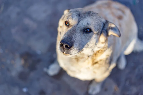 Yerde Oturan Sevimli Kahverengi Bir Köpeğin Yüksek Açılı Görüntüsü — Stok fotoğraf