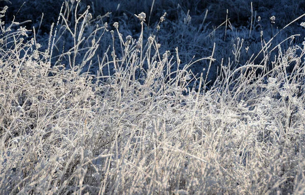 Close Grama Coberta Geada Alta Inverno — Fotografia de Stock