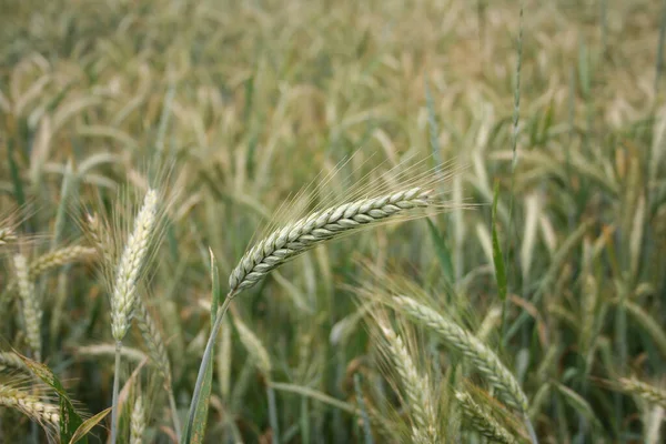 Селективный Снимок Спелых Колосьев Пшеницы Поле — стоковое фото