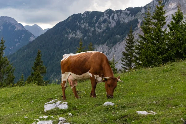 Une Vache Brune Paissant Dans Les Montagnes — Photo