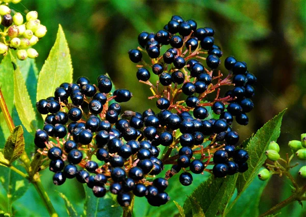 A selective focus shot of elder berries, Sambucus plant cluster