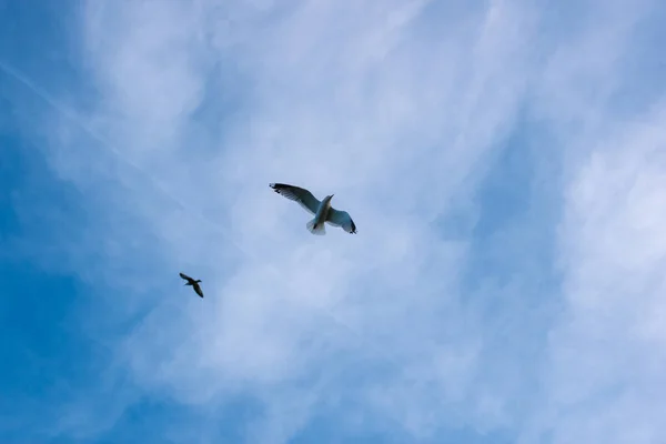 Pássaro Voando Alto Céu — Fotografia de Stock