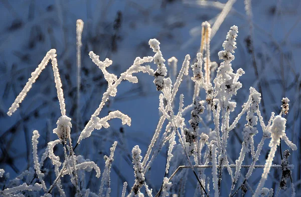 Selektivní Záběr Zamrzlé Trávy Slunci — Stock fotografie