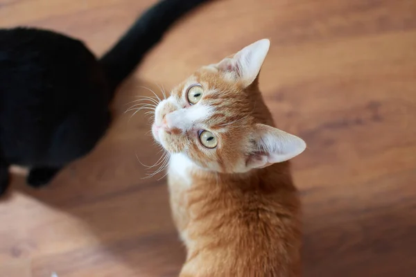 Ein Blick Von Oben Auf Einen Kleinen Gingekitten Der Auf — Stockfoto