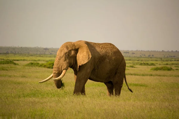 一个美丽的狩猎场景与大象 — 图库照片