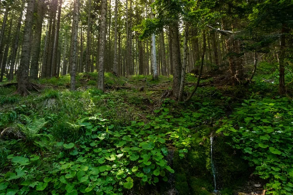 Una Hermosa Foto Los Árboles Bosque — Foto de Stock