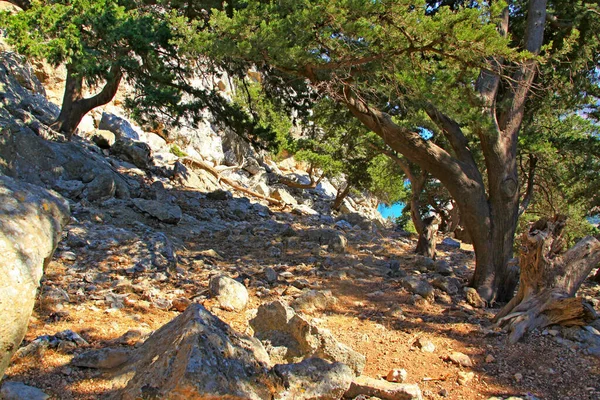 Gyönyörű Kilátás Nyílik Fák Erdőben Elfogott Rhodes Island Görögország — Stock Fotó
