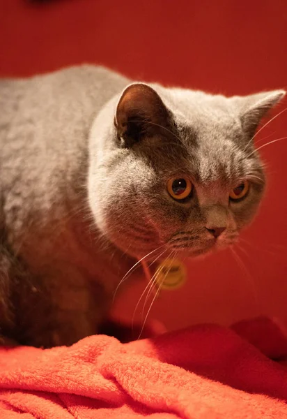 Vertical Closeup Shot Grumpy British Shorthair Cat Red Blanket — Stock Photo, Image