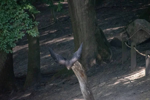 Ιπτάμενος Αετός Στο Wildpark Schwarze Berge Κοντά Στο Αμβούργο — Φωτογραφία Αρχείου