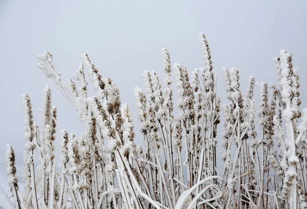 Primer Plano Las Cabezas Plantas Lavanda Cubiertas Nieve Campo — Foto de Stock