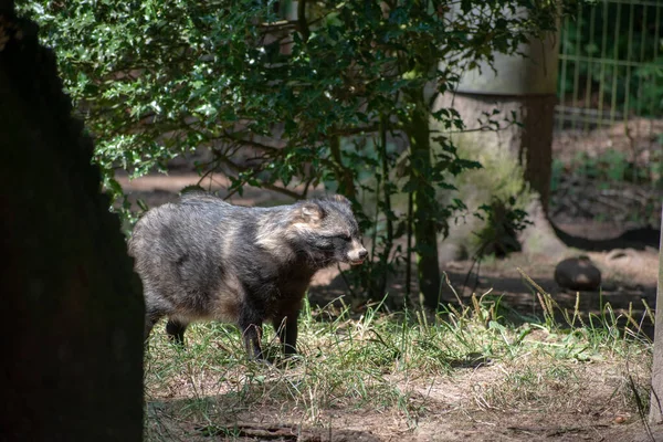 Cane Procione Catturato Wildpark Schwarze Berge Vicino Amburgo — Foto Stock