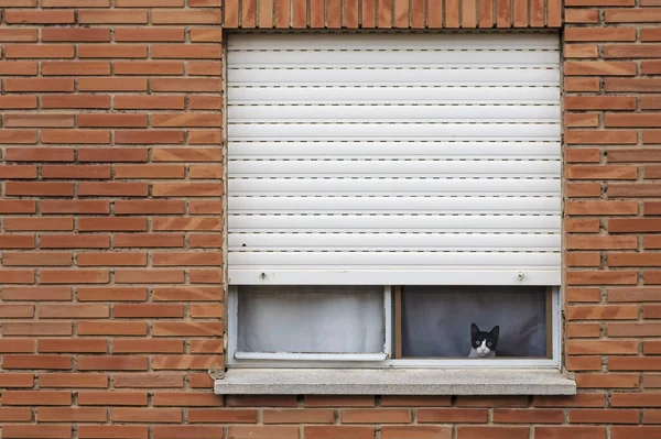 Roztomilá Kočka Zírající Okna Budovy Cihel — Stock fotografie