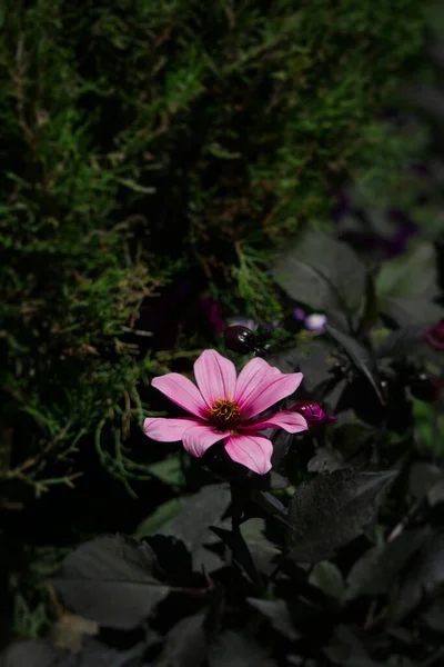 Focus Sélectif Une Fleur Rose Magnifiquement Fleurie Dans Jardin — Photo