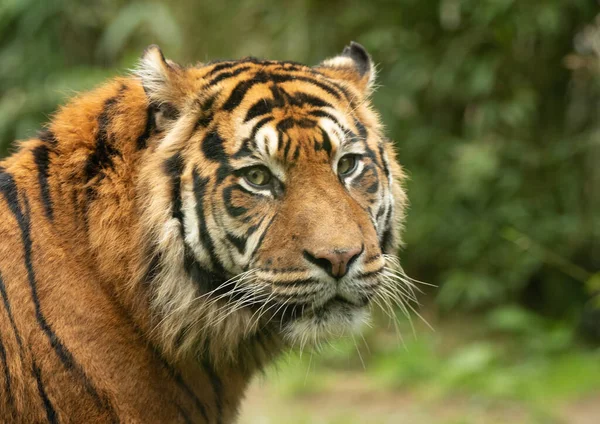 Portrait Tiger Natural Environment — Stock Photo, Image